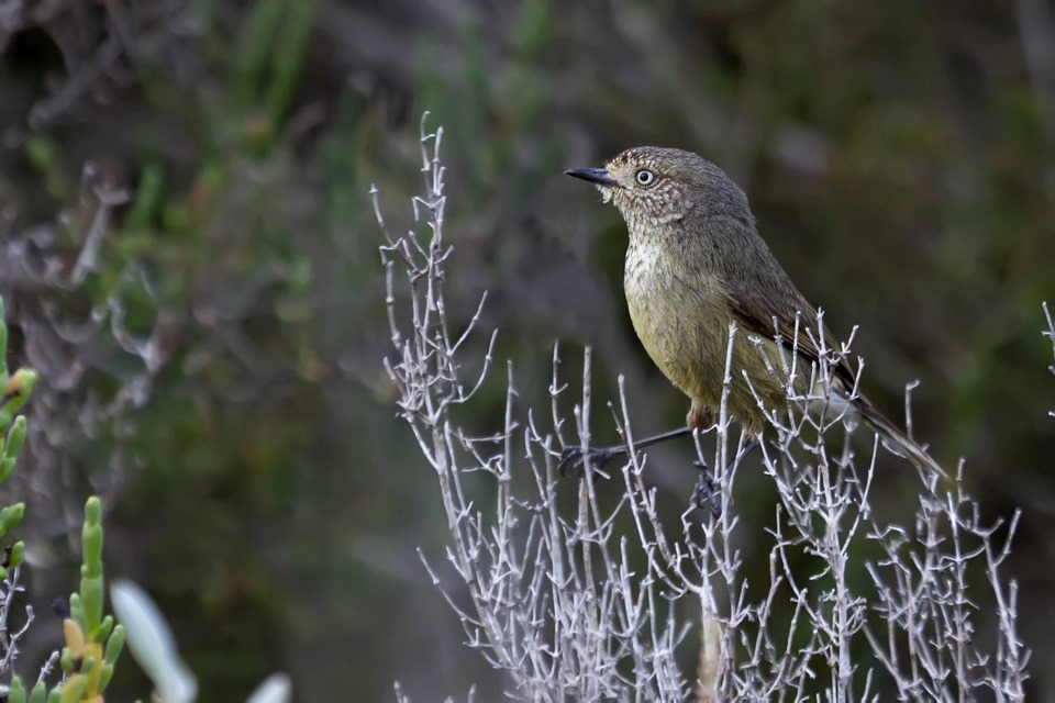 Slender-billed Thornbill (Acanthiza iredalei)